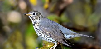 Дрозд дрозды фото птицы