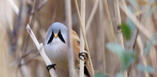 Усатая синица усатая синица фото