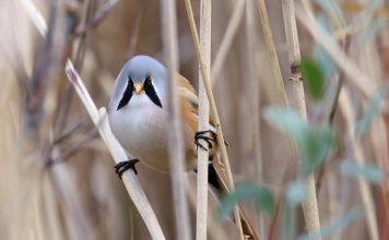 Усатая синица