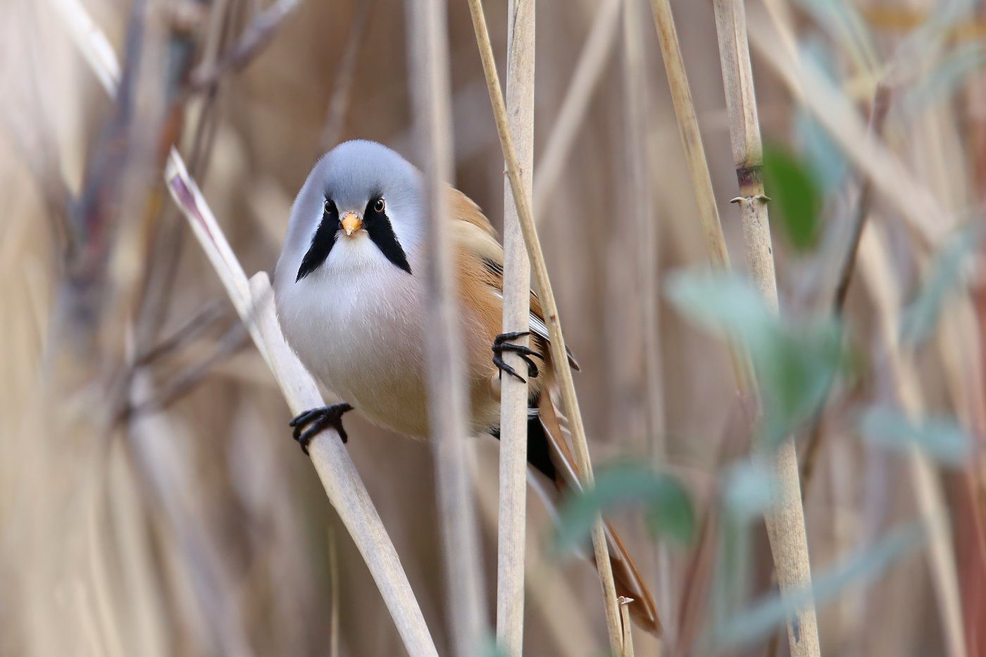 Усатая синица усатая синица фото