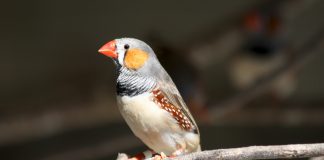 Амадины амадина фото