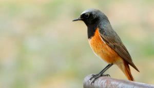 Горихвостка