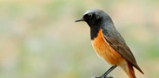 Горихвостка Птица горихвостка фото