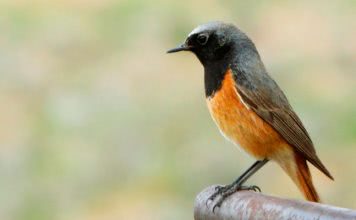 Горихвостка