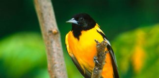 Иволга иволга