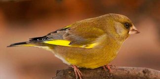 Зеленушка обыкновенная Зеленушка птица