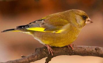 Зеленушка обыкновенная