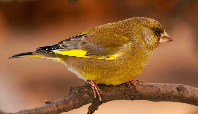 Зеленушка обыкновенная Зеленушка птица