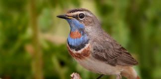 Варакушка Птица варакушка фото