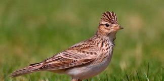 Жаворонок Жаворонок