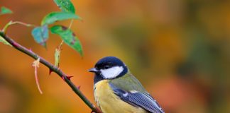 Синица птица синица фото