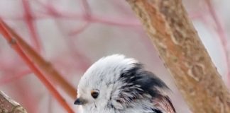 Ополовник ополовник фото