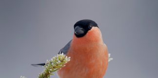 Снегирь снегирь