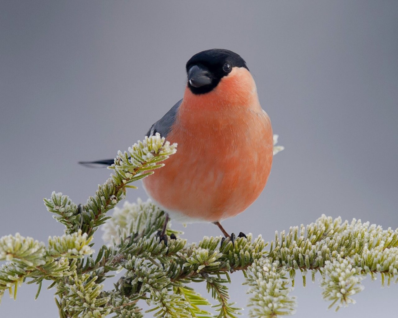 Снегирь снегирь