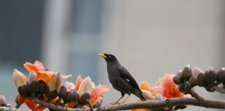 Майна Майна