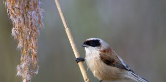 Ремез Ремез фото