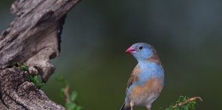 Астрильд Птица астрильд фото