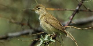 Бормотушка