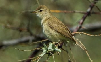 Бормотушка