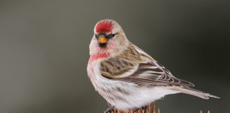 Чечетка Чечетка птица фото