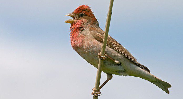 Чечевица chechevica