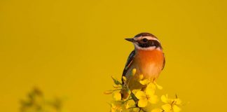 Чекан Чекан птица фото