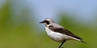 Каменка Обыкновенная каменка