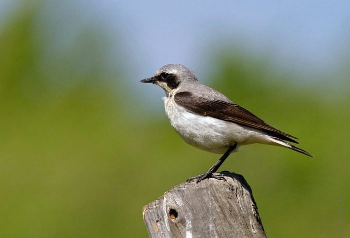 Каменка Обыкновенная каменка