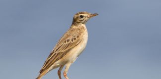 Конек Котнек