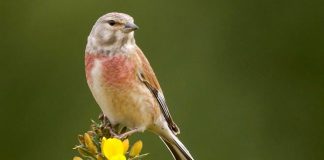 Коноплянка Коноплянка