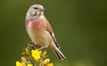 Коноплянка