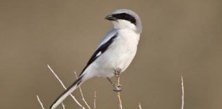 Сорокопут Птица сорокопут - фото