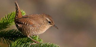 Крапивник Птица крапивник - фото
