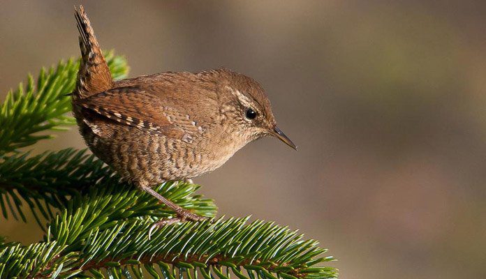 Крапивник Птица крапивник - фото