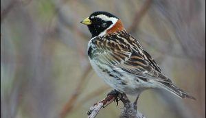 Лапландский подорожник