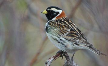 Лапландский подорожник