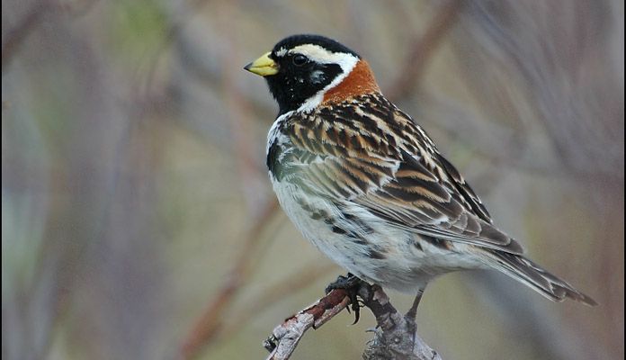 Лапландский подорожник Птица лапландский подорожник - фото
