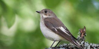 Мухоловка Птица мухоловка - фото