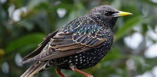 Скворец Птица скворец - фото