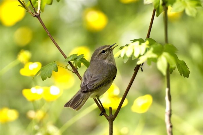 Пеночка Пеночка птица фото
