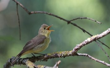 Пересмешка