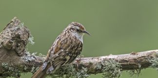 Пищуха Пищуха фото