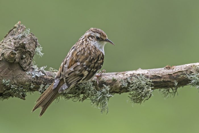 Пищуха Пищуха фото