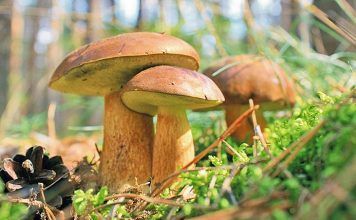 Польский гриб