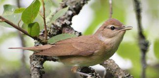 Славка птица славка - фото