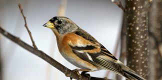 Вьюрок Вьюрок