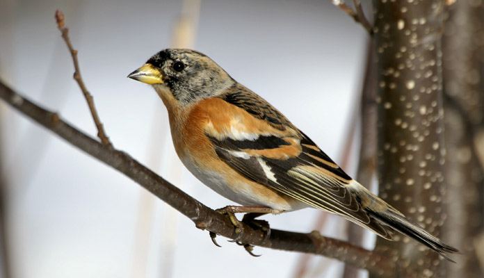 Вьюрок Вьюрок