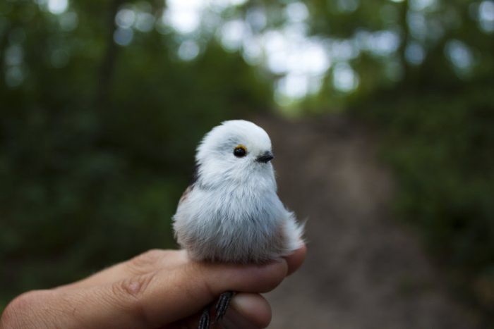 самец и самка ополовника