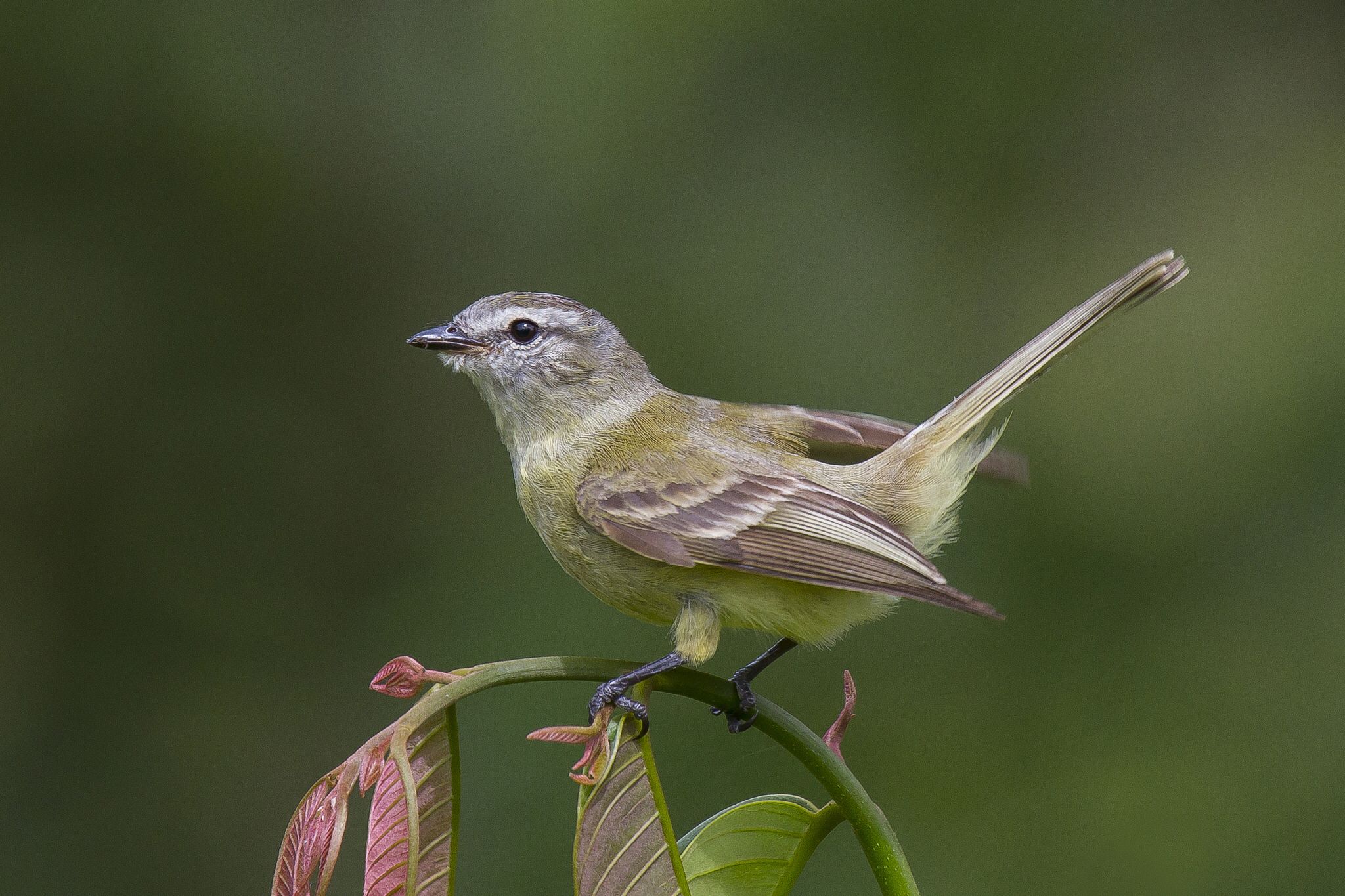 Соловей solovei