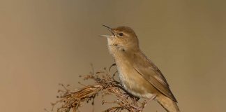 Сверчок Сверчок